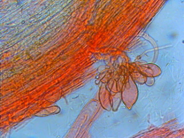 Due giorni di raccolta in 20 foto